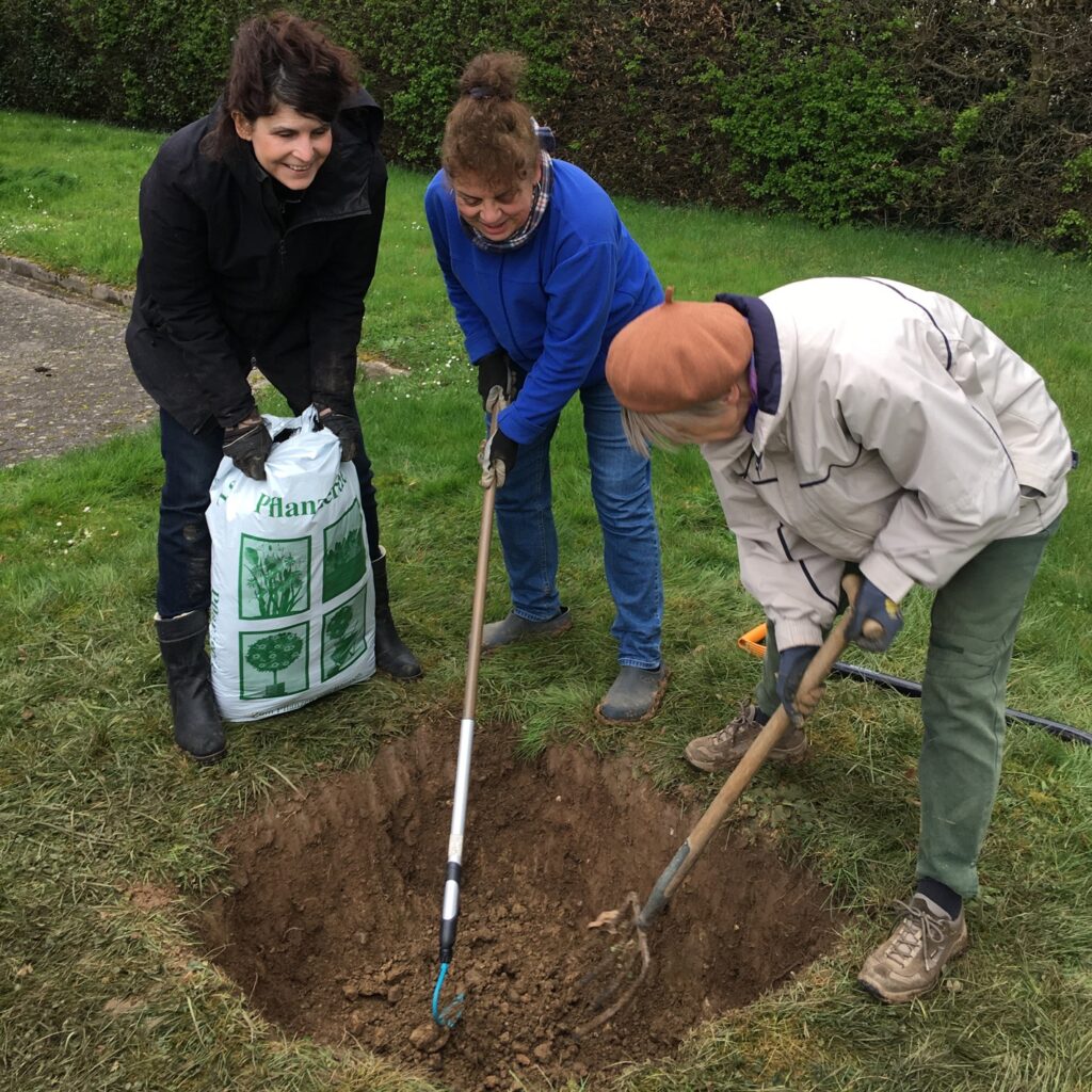 Mitglieder der Stadtgrüngruppe pflanzen 2 Bäume